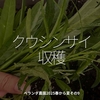 2844食目「クウシンサイ収穫」ベランダ農園2025春から夏その9
