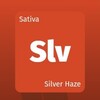 大麻の種類 Silver Haze シルバーヘイズ