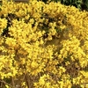 春の黄色い花と公園植栽管理