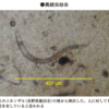 糞線虫　治療薬イベルメクチン 手指の消毒70%エタノール