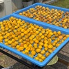 梅仕事2025（10）大梅の日干し〜赤紫蘇漬け