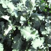 ブロッコリーは大きな側花蕾が次々穫れる（側枝を観察してみる）