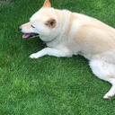 噛みつきコウちゃん