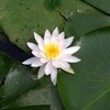 蓮   池