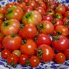 my farm  トマト畑～収穫がスタート（２０１６）