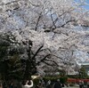 雑司ヶ谷・法明寺と千鳥が淵の桜見物