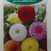 ポンポンダリアの芋が穫れた。