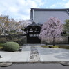 【妙顕寺】しだれ桜が白砂庭園を彩る！特別拝観で優美な竹や光琳の庭を満喫