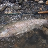 魚のうちわのような尾ビレ。