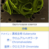  動物と植物と……何だコイツ？！