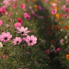 朝陽と秋桜！