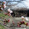 新発田市・加治川治水記念公園の桜 2024(4/6)　とか・・・。