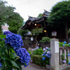 白山神社の紫陽花