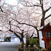 知る人ぞ知る桜の名所: 六孫王神社へのアクセスガイド