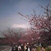 二年目の河津桜