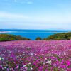 福岡へ帰りました（能古島、宮地嶽神社、ついでに実家）