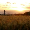 麦秋の田園夕景