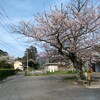 さくら、まだ咲いてます