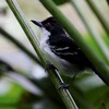 オオアリモズ(Great Antshrike)