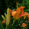 万葉の花「忘れ草」