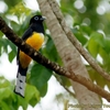 ベリーズ　ホテルに集まる野鳥たち