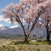 「常念道祖神」と桜