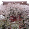 板橋不動 楼門と桜