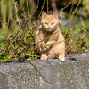 深島のねこさん