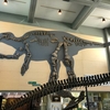 むかわ竜（カムイサウルス）の穂別博物館に行ってきました