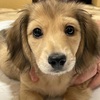 ちゃちゃ丸…実に犬らしい名前だ。