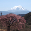 膝立の大王桜　金峰山 洞雲寺