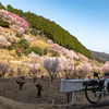 桃源郷と桜巡り