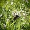 花にとまるアゲハチョウ