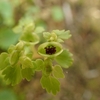 お空に向けた茶碗
