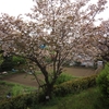 谷保の桜