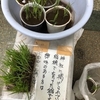 ベランダで田植え〜よかったブログ936日目〜