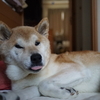 実家の犬とネギクル大阪の日記