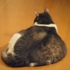 ふきちゃんフォルム