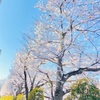 桜の季節