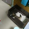 トイレで遊ぶねこ