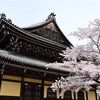 桜を見るなら京都東山(2)