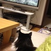 猫だって真剣にテレビを観るときがあるんです( ｰ`дｰ´)ｷﾘｯ