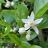 花に虻