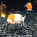 サカナの興味