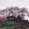 桜・花街道