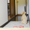 ニゴくん、ポンポン不調