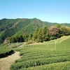 紅葉と茶畑　～2020年②～