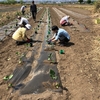 夏野菜の苗を定植しました