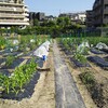 貸し農園で野菜の栽培を始めました