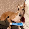 スカローデンタルジェルは犬の歯磨きの救世主になるか？